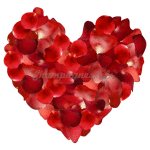 Champagne Life - Rose Petals